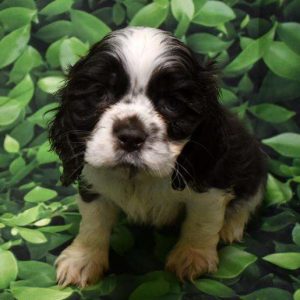 Cocker Spaniel 3487