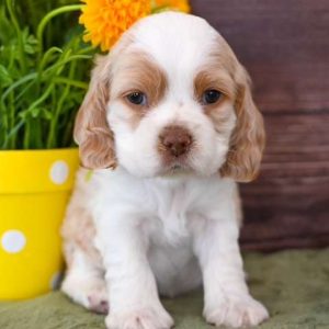 Cocker Spaniel 3681