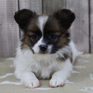 Papillon 9348