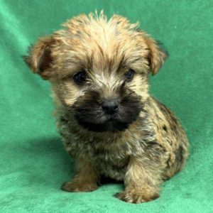 Cairn Terrier 2550