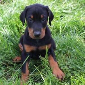 Doberman Pinscher 0076