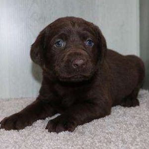 Labrador Retriever 5648