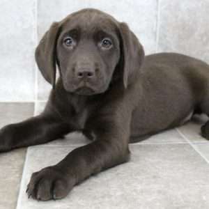 Labrador Retriever 9824
