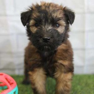 Soft Coated Wheaten 0229