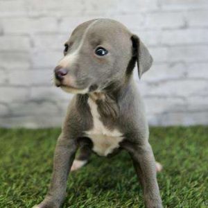 Italian Greyhound 8136