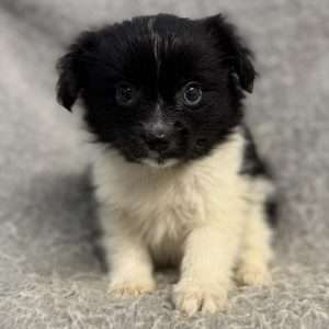 Papillon 2834