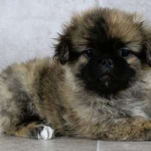 Pekingese 5348