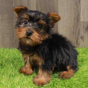 Silky Terrier 4977