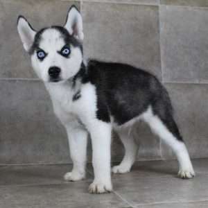 Siberian Husky 9203