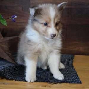 Shetland Sheepdog 4843