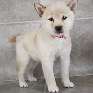 Shiba Inu 9018