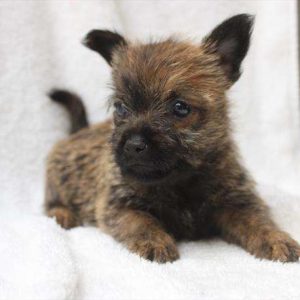 Cairn Terrier 3605