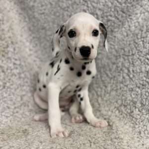 Dalmatian 9535