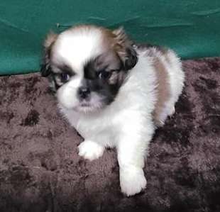 Pekingese 2221