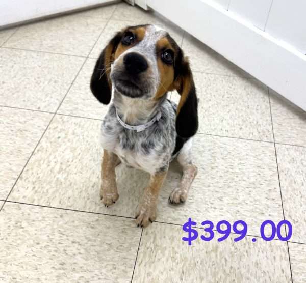 Beagle # 2681
