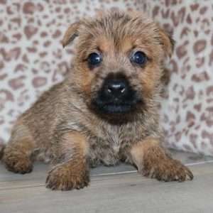 Cairn Terrier 5736