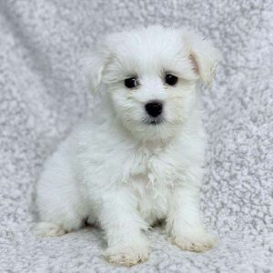 Coton de Tulear 8133