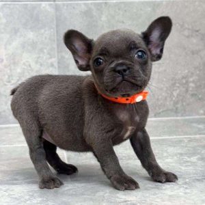 French Bulldog 8093