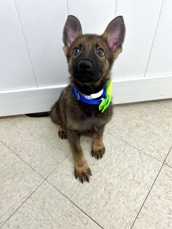 German Shepherd 9154