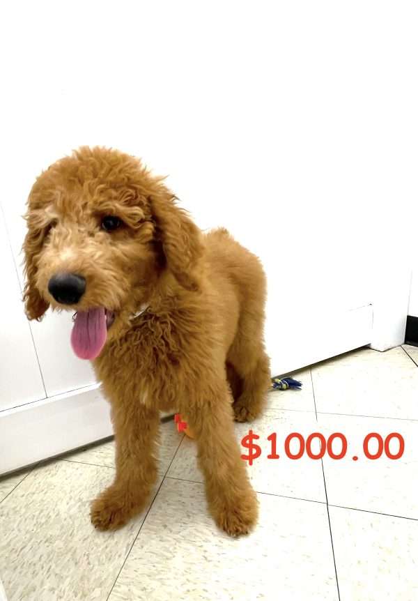 Standard Poodle 2751