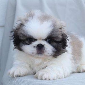 Pekingese 3712