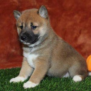 Shiba Inu 5433