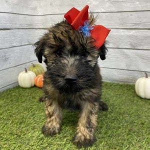 Soft Coated Wheaten 0201