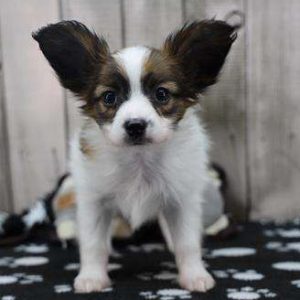 Papillon 9323