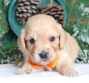 Cavalier King Charles x Golden Retriever 2473