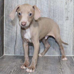 Italian Greyhound 0966