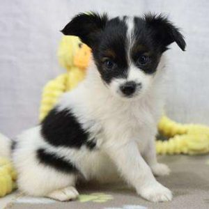 Papillon 1178