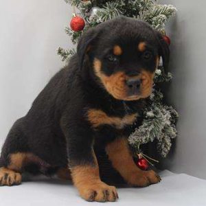 Rottweiler 7420