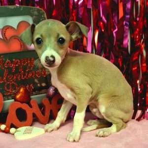 Italian Greyhound 7575