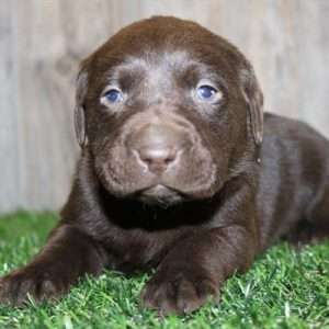 Labrador Retriever 8699