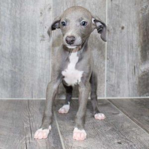 Italian Greyhound 6170