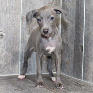 Italian Greyhound 6172