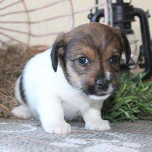 Jack Russell Terrier 8057