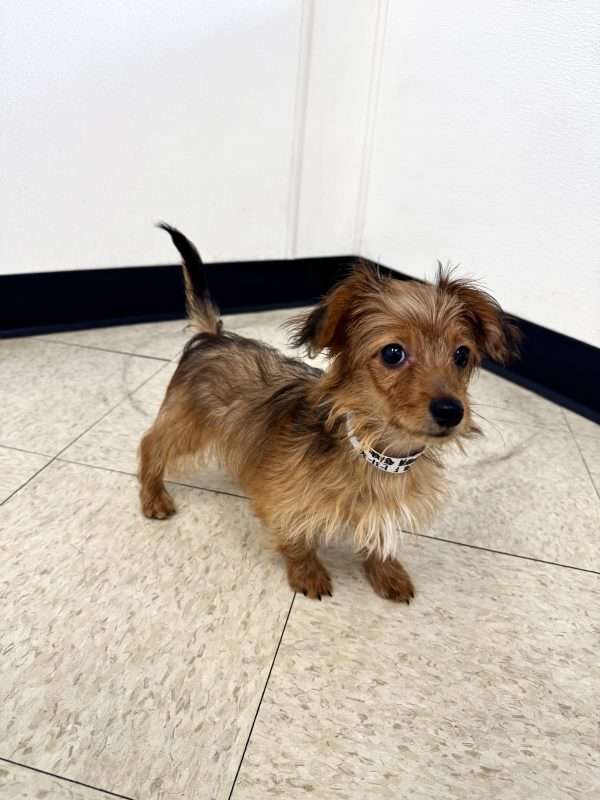 Dorkie 2284