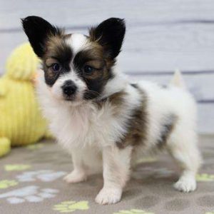 Papillon 3007