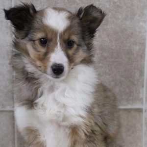 Shetland Sheepdog 4408
