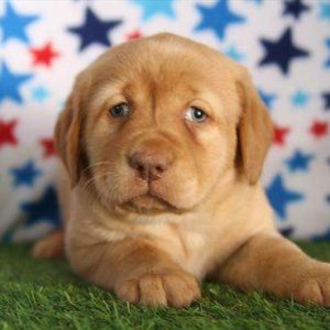 Labrador Retriever 2999
