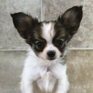 Papillon 5153
