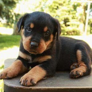 Rottweiler 2125