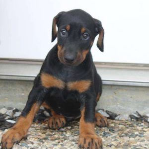 Doberman Pinscher 3220