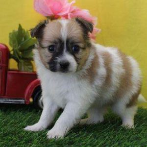 Papillon 9461