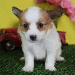 Papillon 8056